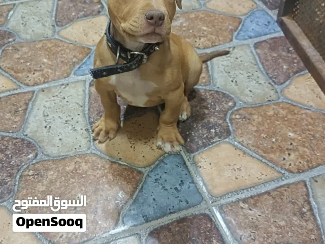 بيتبول رد نوز