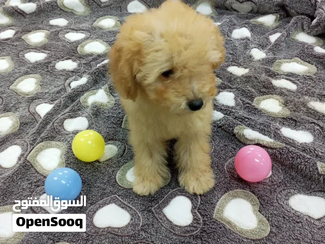 brand new poodle puppy just DM me for cool prizewe also make a special discount on Friday's