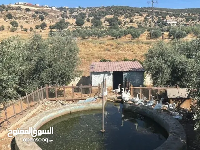 4 Bedrooms Farms for Sale in Zarqa Sarout