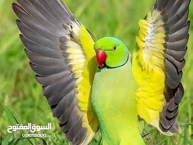 مجموعة طيور جواز كلها شغاله أن شاء الله في منهم بدل عادي مش الكل