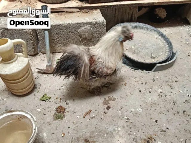 ديج كوجي للبيع