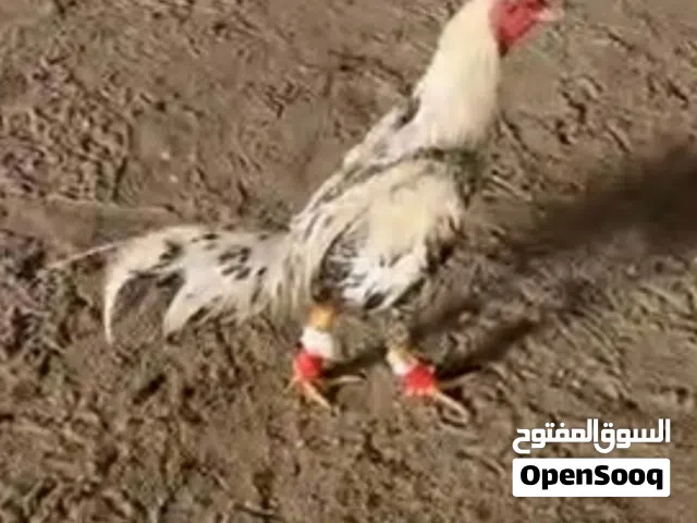للبيع ديج تايلندي