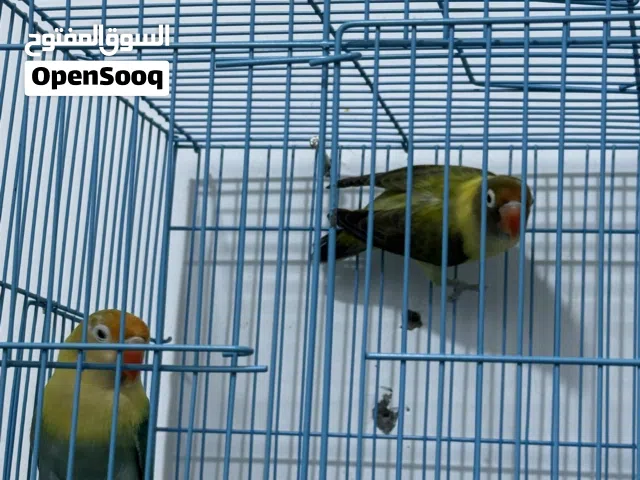 طيور قندوره