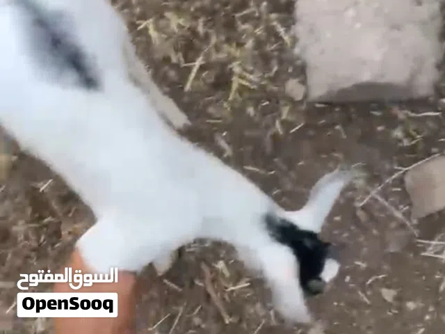 تيوس صلاله ولاد 4 شهور