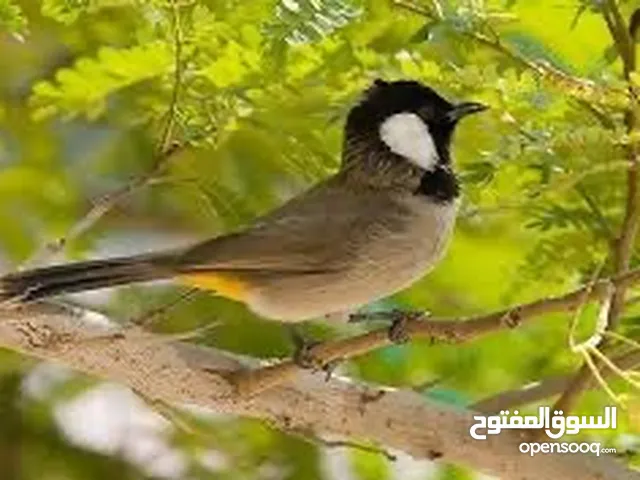 بلبل وحشي للبيع