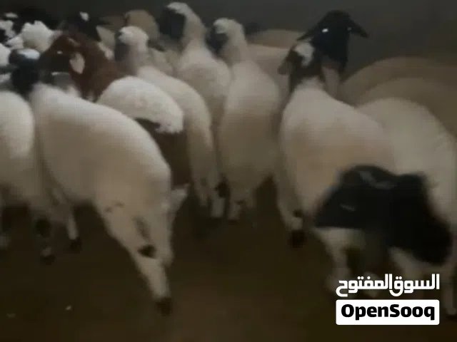 عدد 14خروف 16فطيمة كلهم ايعيدوا علفة مراعي عالغرض البيع كاش اوشيك لتواصل عالرقم المدار في التفاصيل