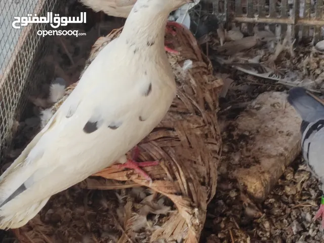 السلام عليكم حمام تور وتك طيره حب الرمان