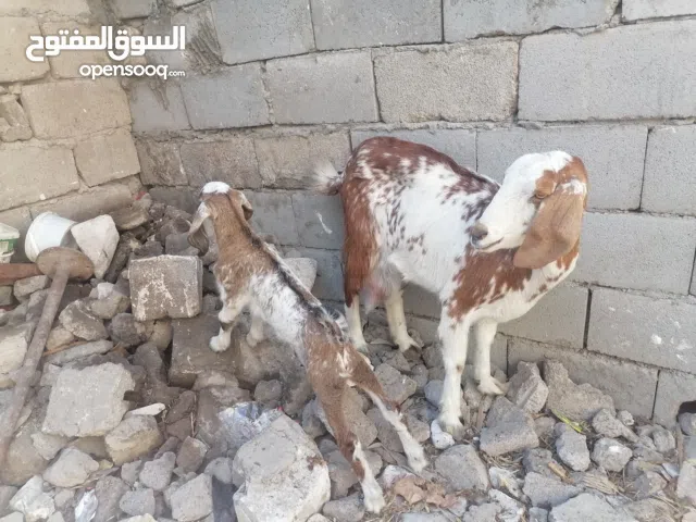 صخله مطفل وراها ذكر