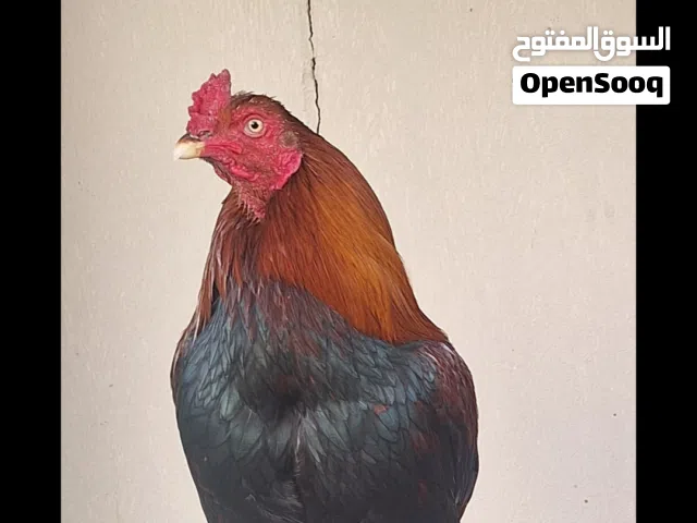 ديك ميولي بنجابي للبدل مع دجاجه باكستانيه