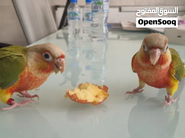 فرخين كونيور باينابل (Pineapple) هدد وسوبر أليف