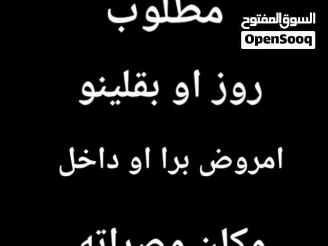 سلام عليكم مطلوب روز او بقلينو امروض فل برا او داخل مكان مصراته