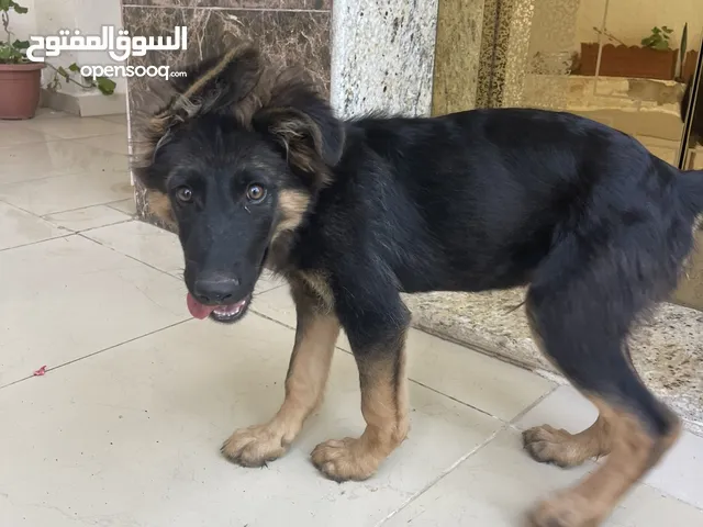 جرو جيرمن شبرد دم حامي يبلغ من عمر 4 شهور