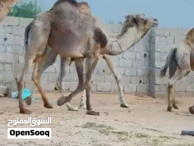 جمال للبيع أضحية للبيع
