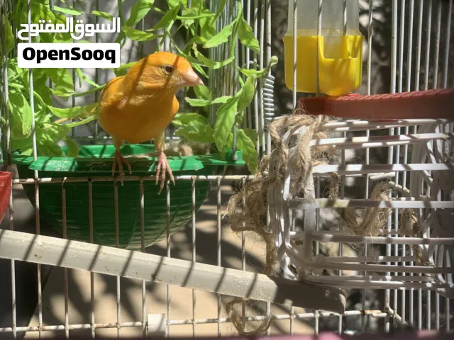 كناري الله يبارك