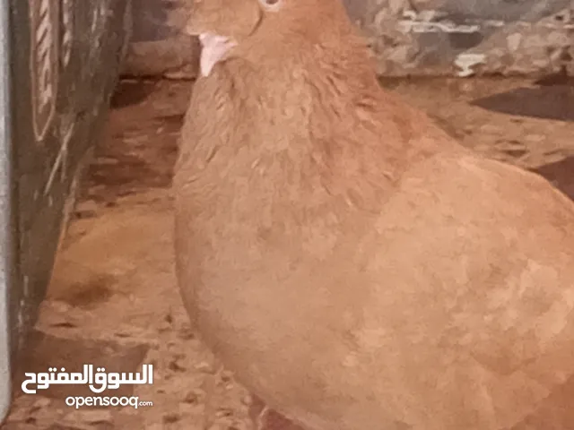 حمام كش خمس حبات