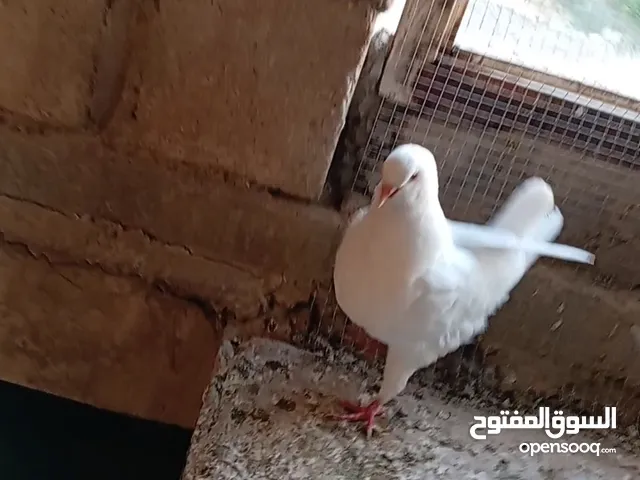 اااااااااا