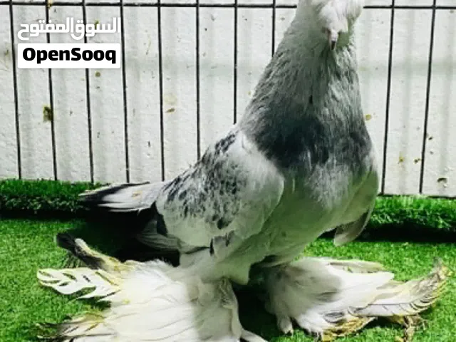 دكر شرشلي شوشه وجمه