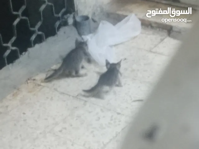 بسس للتبني