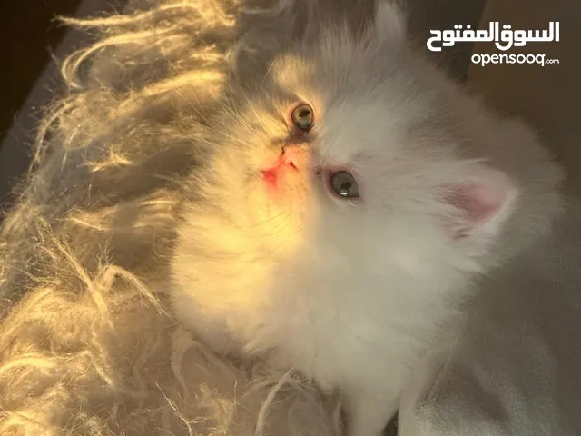 قط شيرازي فصيل بيور عمر شهرين