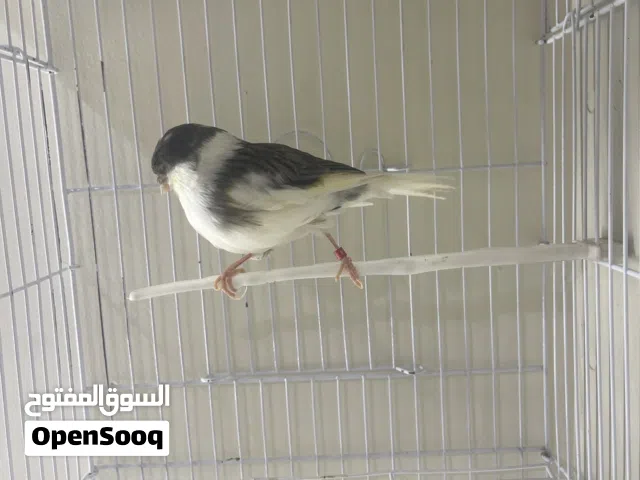 متاح كنارات لون بصلاة على النبي فحول وطواير
