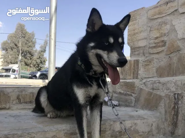 كلب هاسكي سايبيري
