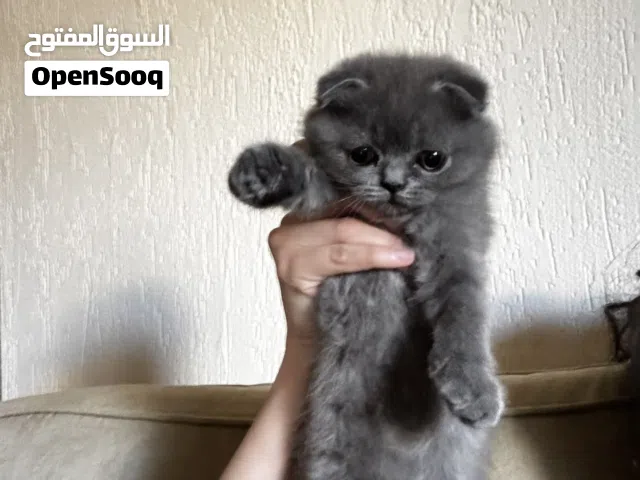 Scottish fold/ British cats for sale