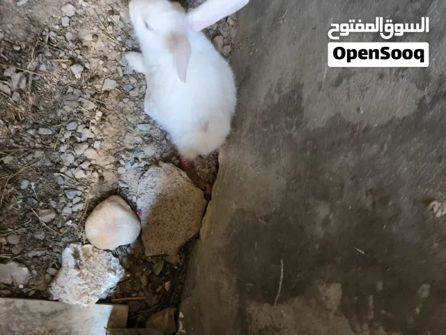 ارانب مالطيات للبيع