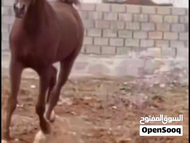 حصان عربي مسجل للبيع بسعر مناسب لجميع