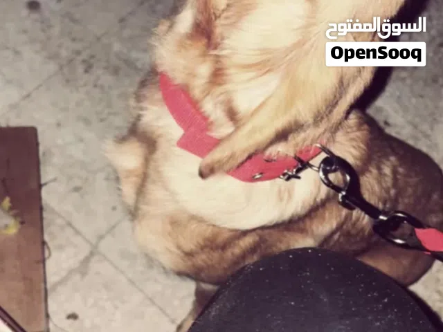 كلب قولدن رتريفر اصلي للبيع