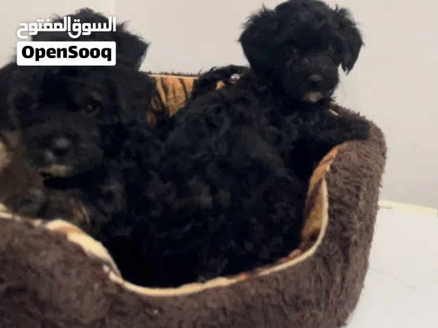 للبيع اجراو بودل معاهم جرو شتزو ذكر