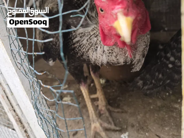 للبيع ديك باكستاني آصيل جوا فاخر، عمر 3  وحجم جامبو يملأ العين. يتميز بإنتاج قوي