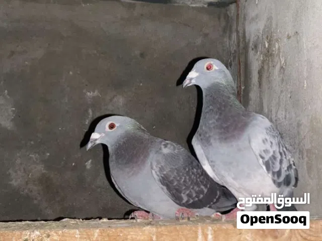 كوبيا جازل مسفات وكوبيا تركي مصوقرات اقرا وصف