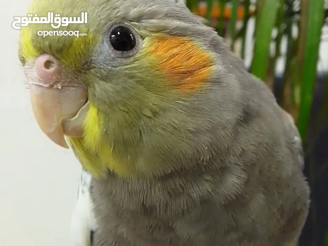 كوكتيل اليف