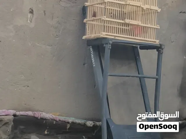 سلام عليكم متاح طير مال محميه صيد قديم هاي اول عزله طير حجاي يحجي بل وجه طير بعده خام مكاني البصر