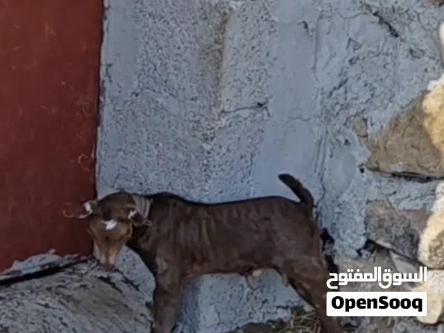 تيوس مواليد حال اسبوع