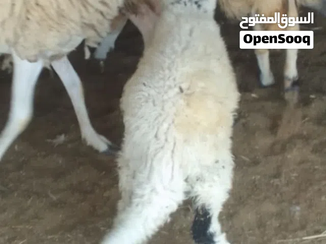 خروف للبيع عمر 5 شهور