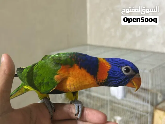 لوري فرخ 1000 او تبديل