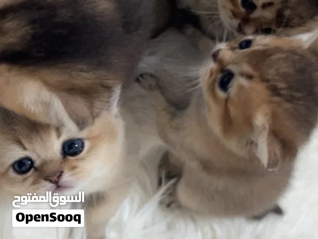 قطط برتش شورت هير