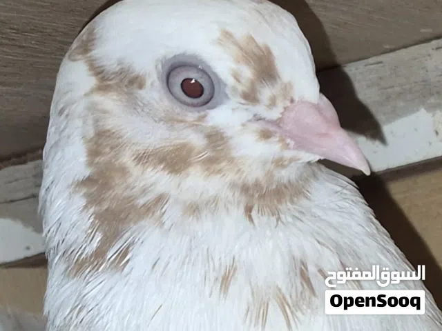 عشه حمام كاملة النوع قلاب قطايف ومحاكر  وكيس حب حمام وقفص نقل طيور جديد