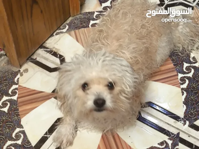 اقره الوصف