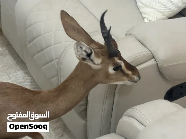 غزال دماني ذكر علي 2000