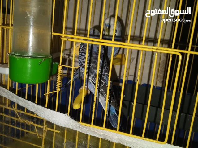 طيور الحب اللبيع