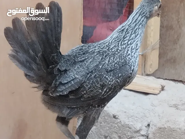 دجاجة كويتي عرب عمر 3. اشهر