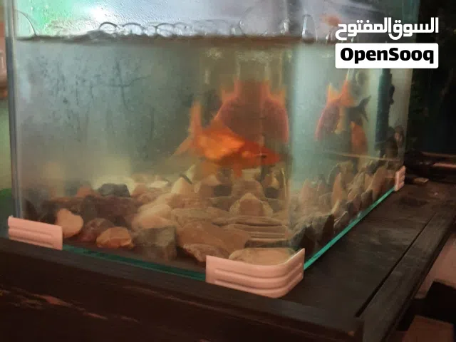 اسماك زينة للبيع