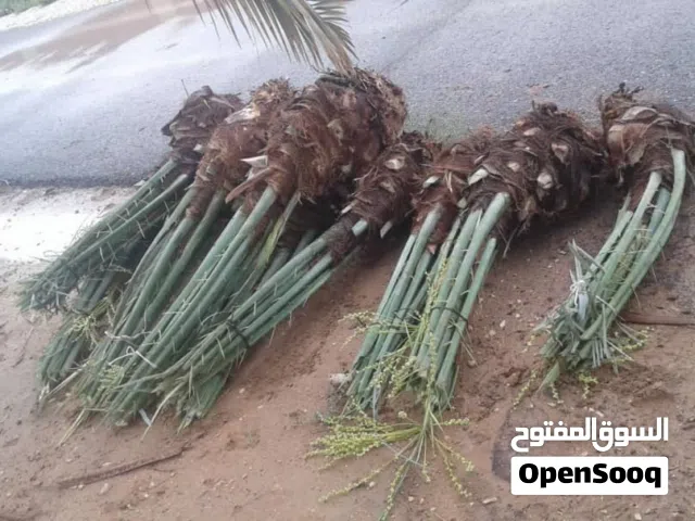 فسايل نخيل مثمر وواشنطن للبيع