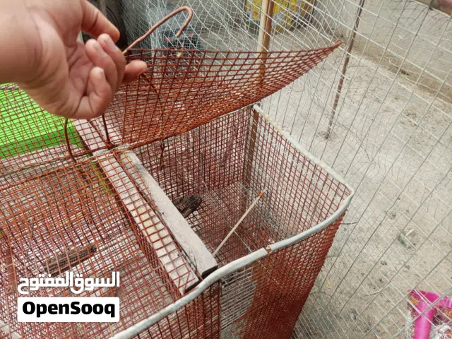 اقفاص للبيع حلوات