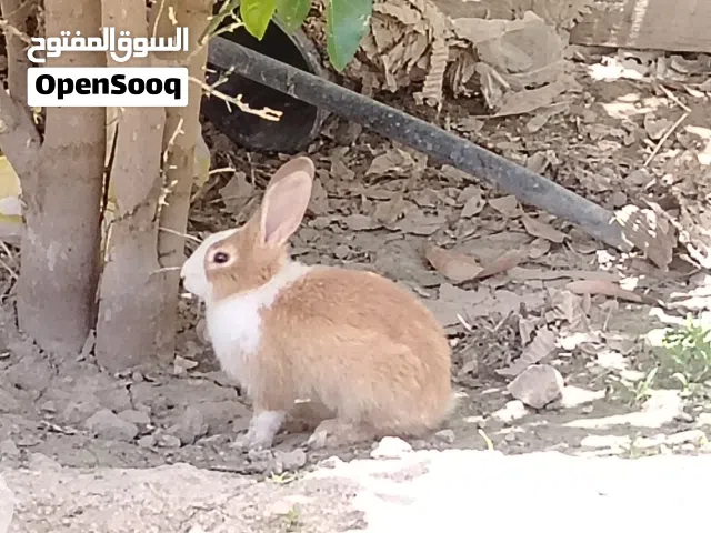 ارانب عمانيات بحالة ممتازة