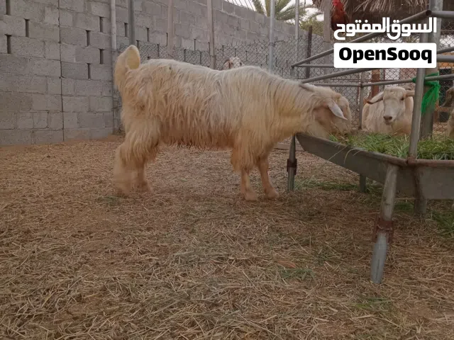 تيس جامودي