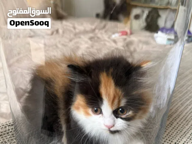 قطه برتش لونغ هير