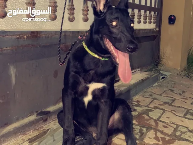 جرو مينوا للبيع